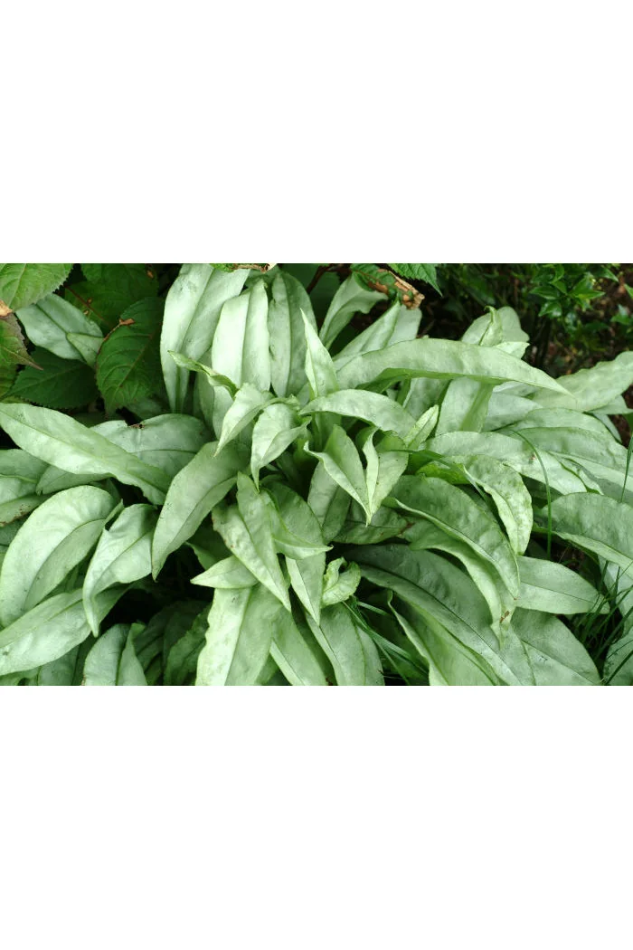 Miodunka 'Cotton Cool' Pulmonaria