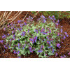 Miodunka 'Cotton Cool' Pulmonaria