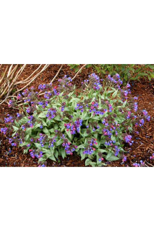 Miodunka 'Cotton Cool' Pulmonaria