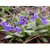 Miodunka 'Cotton Cool' Pulmonaria