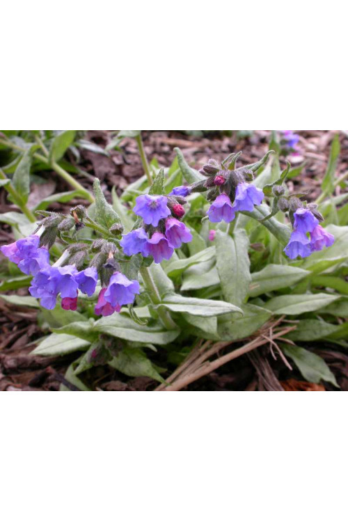Miodunka 'Cotton Cool' Pulmonaria