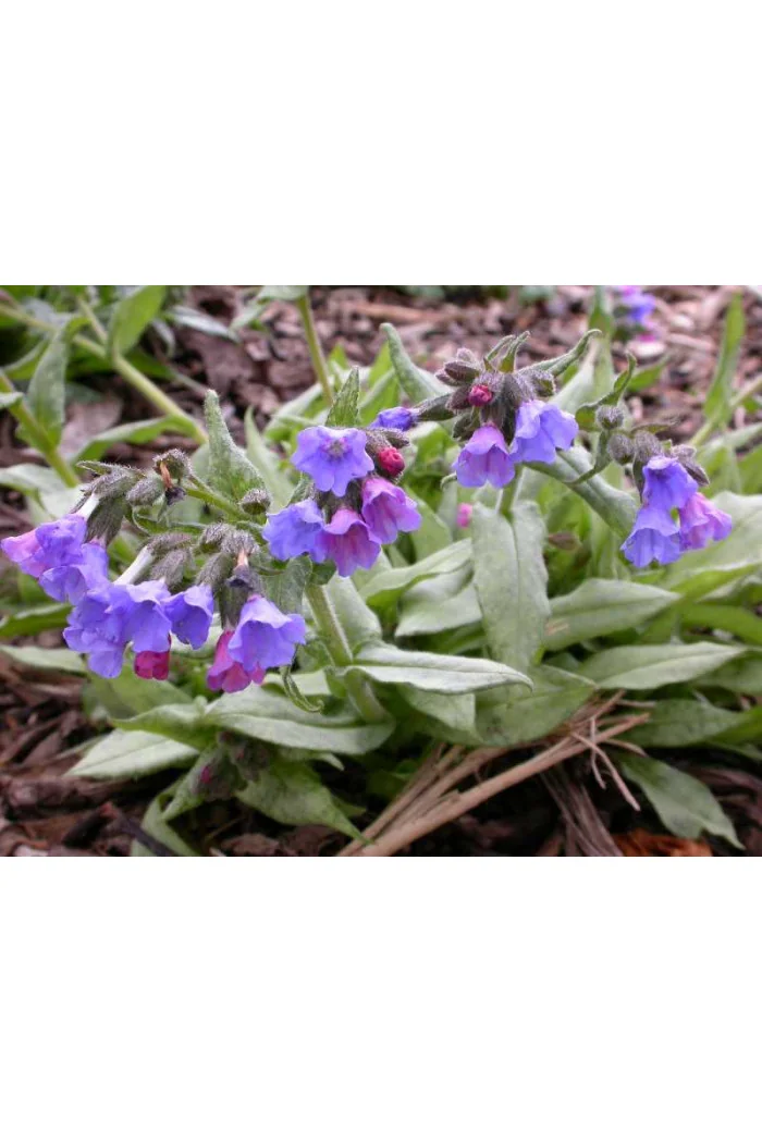 Miodunka 'Cotton Cool' Pulmonaria