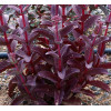 Rozchodnik 'Raspberry Truffle' Sedum