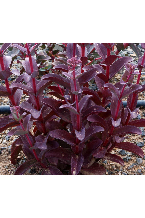 Rozchodnik 'Raspberry Truffle' Sedum