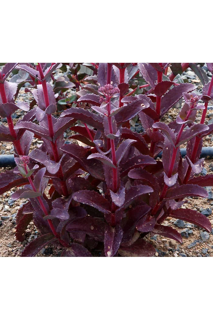 Rozchodnik 'Raspberry Truffle' Sedum