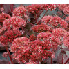 Rozchodnik 'Raspberry Truffle' Sedum