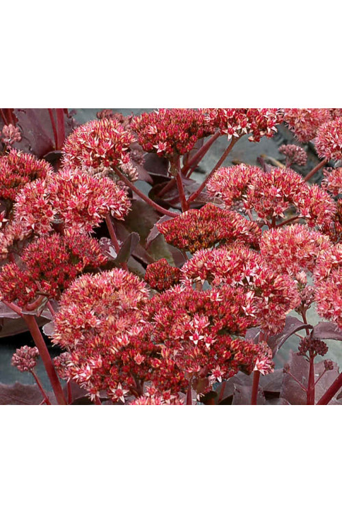 Rozchodnik 'Raspberry Truffle' Sedum