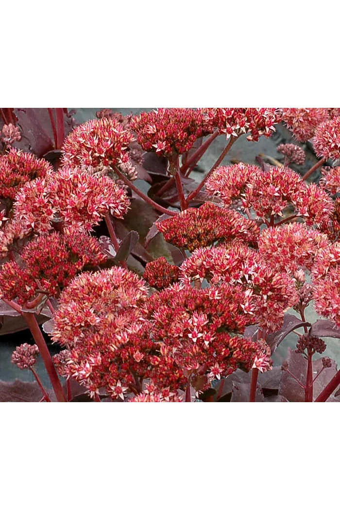 Rozchodnik 'Raspberry Truffle' Sedum