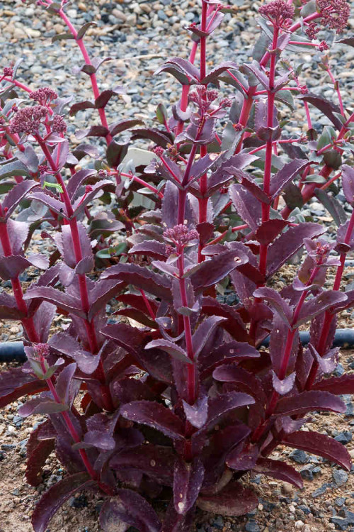 Rozchodnik 'Raspberry Truffle' Sedum