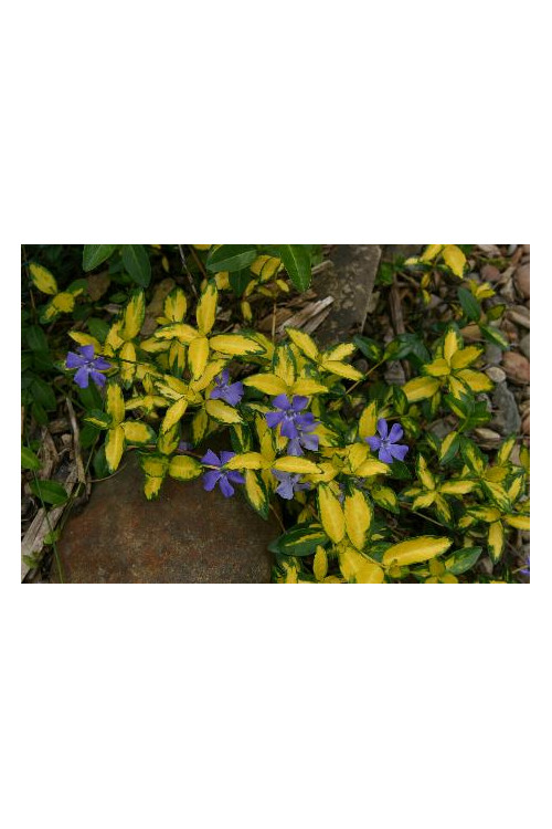 Barwinek mniejszy 'Illumination' Vinca minor