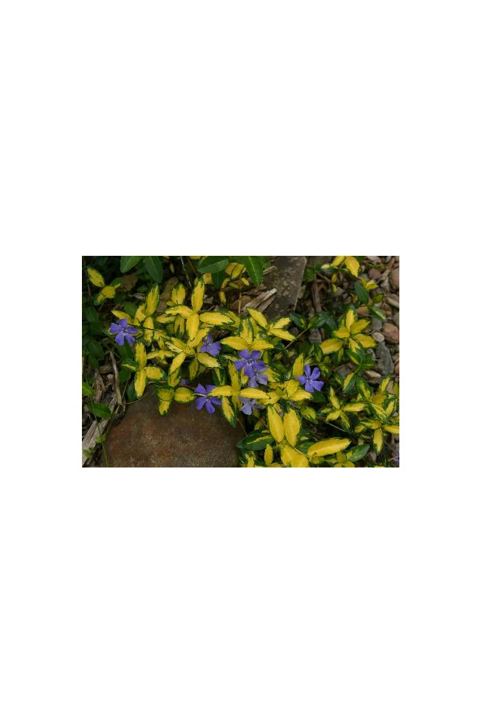Barwinek mniejszy 'Illumination' Vinca minor
