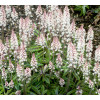 tiarella