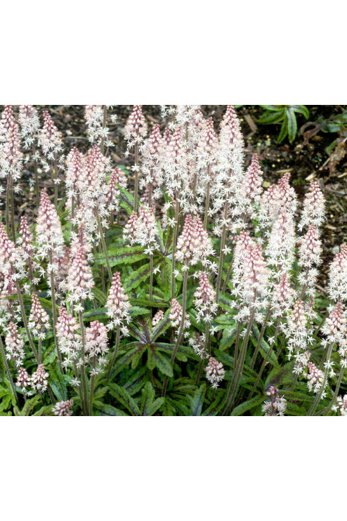 tiarella