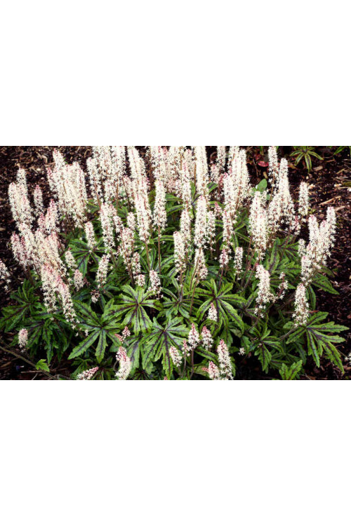 tiarella