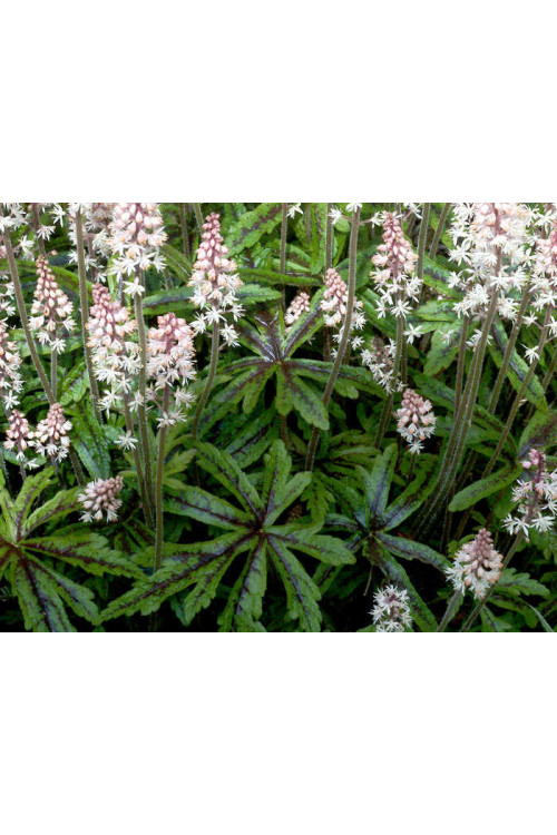 tiarella