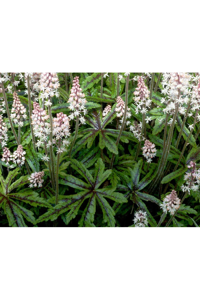 tiarella