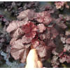 Żurawka 'Midnight Rose' Heuchera