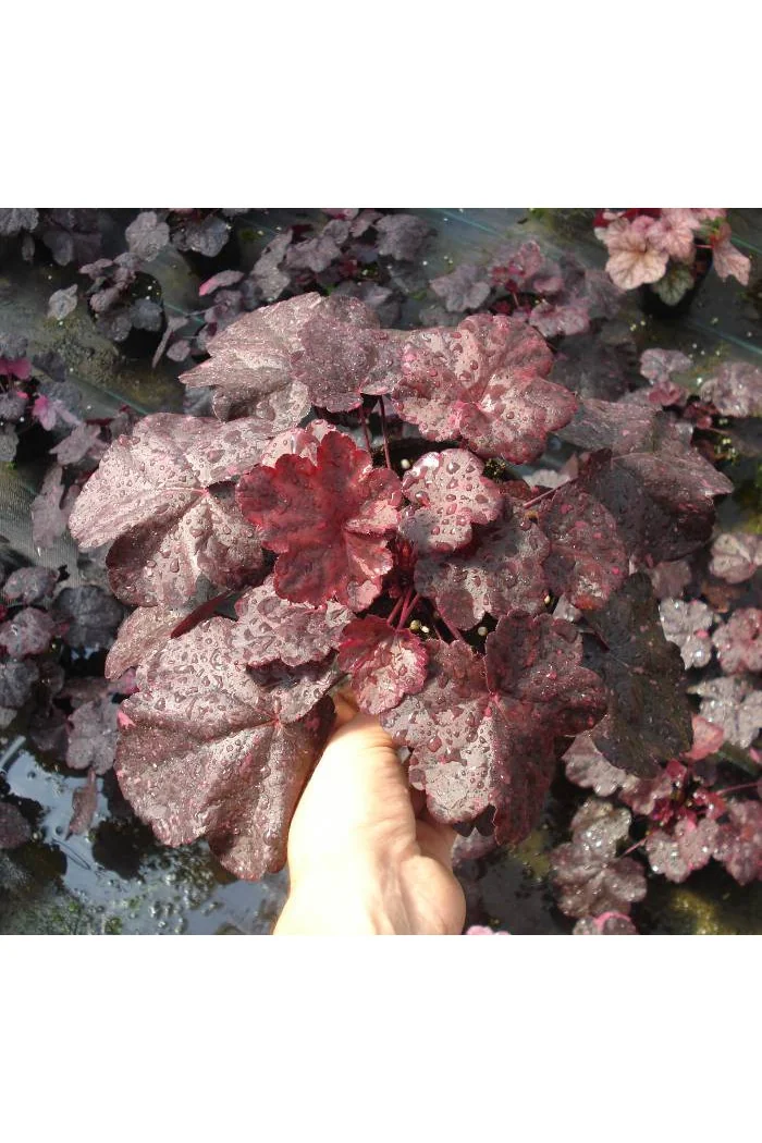 Żurawka 'Midnight Rose' Heuchera