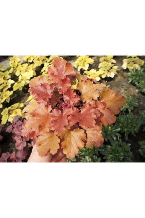Żurawka 'Peach Crisp' Heuchera