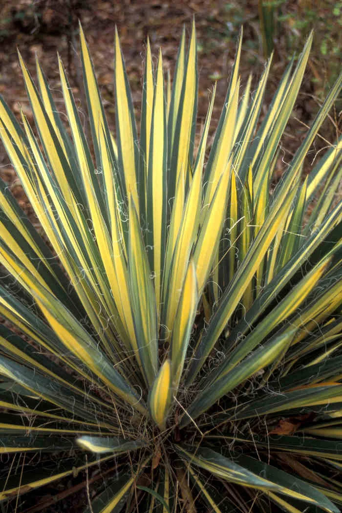Juka 'Colour Guard' | Yucca