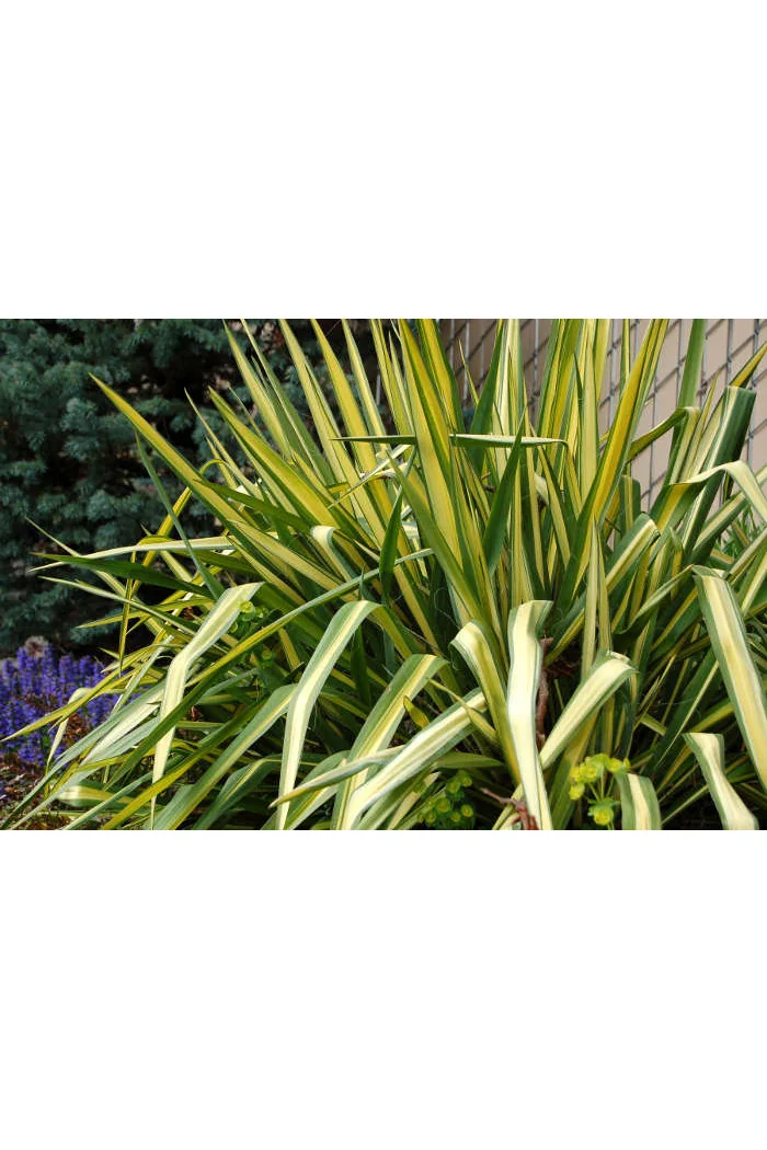 Juka 'Colour Guard' | Yucca