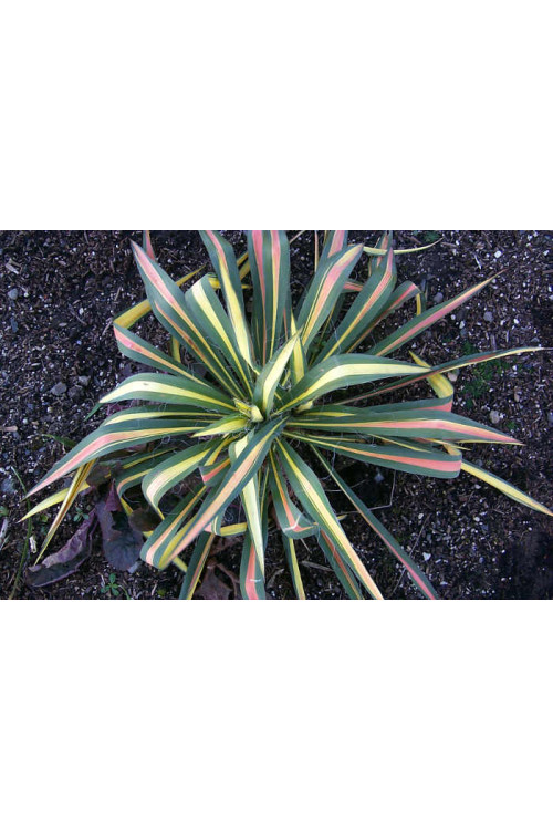 Juka 'Colour Guard' | Yucca