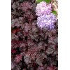 Żurawka 'Amethyst Myst' Heuchera