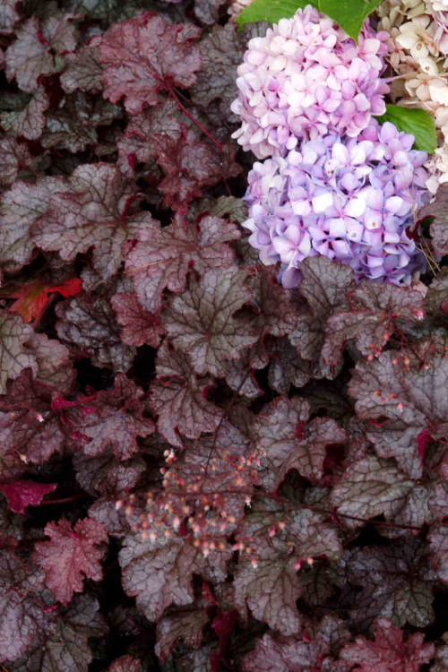 Żurawka 'Amethyst Myst' Heuchera