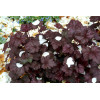 Żurawka 'Amethyst Myst' Heuchera