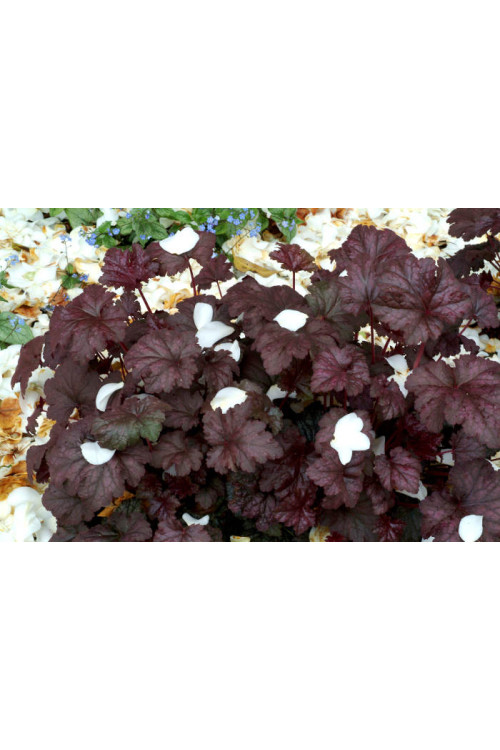 Żurawka 'Amethyst Myst' Heuchera
