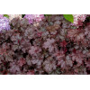 Żurawka 'Amethyst Myst' Heuchera