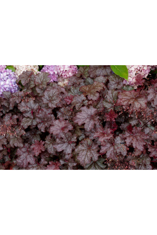 Żurawka 'Amethyst Myst' Heuchera