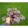 Żurawka 'Amethyst Myst' Heuchera