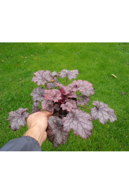 Żurawka 'Amethyst Myst' Heuchera
