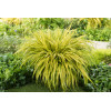 Hakonechloa smukła 'Aureola' | Hakonechloa macra
