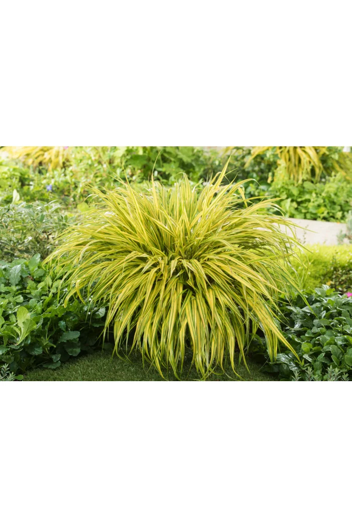 Hakonechloa smukła 'Aureola' | Hakonechloa macra