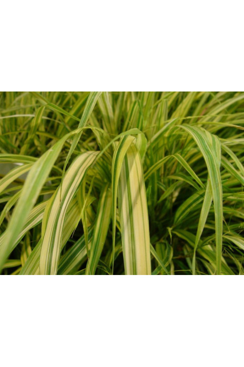 Hakonechloa smukła 'Aureola' | Hakonechloa macra