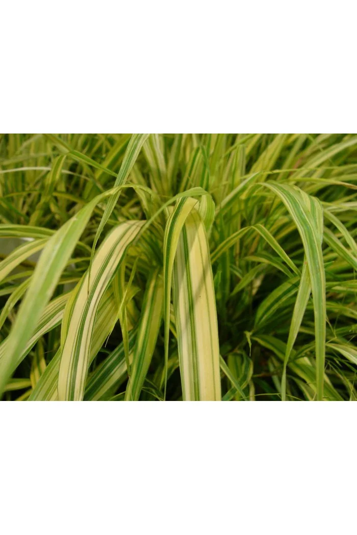 Hakonechloa smukła 'Aureola' | Hakonechloa macra