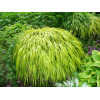 Hakonechloa smukła 'Aureola' | Hakonechloa macra