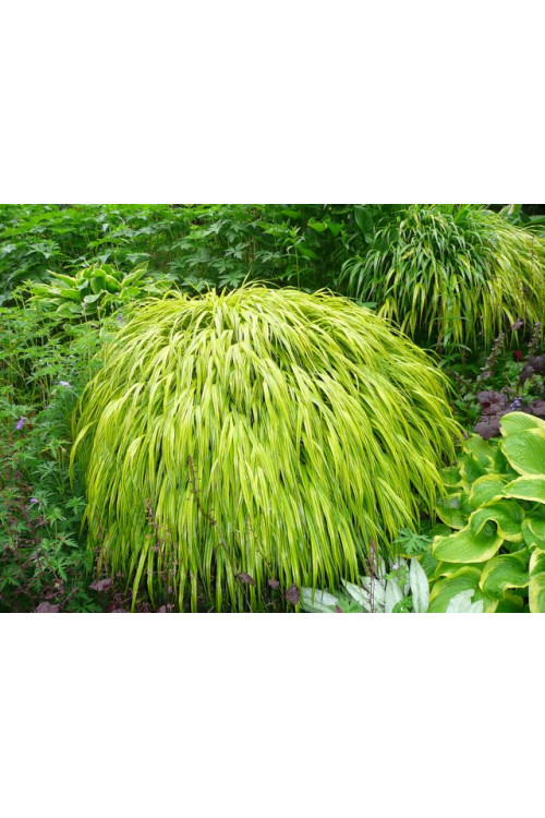 Hakonechloa smukła 'Aureola' | Hakonechloa macra