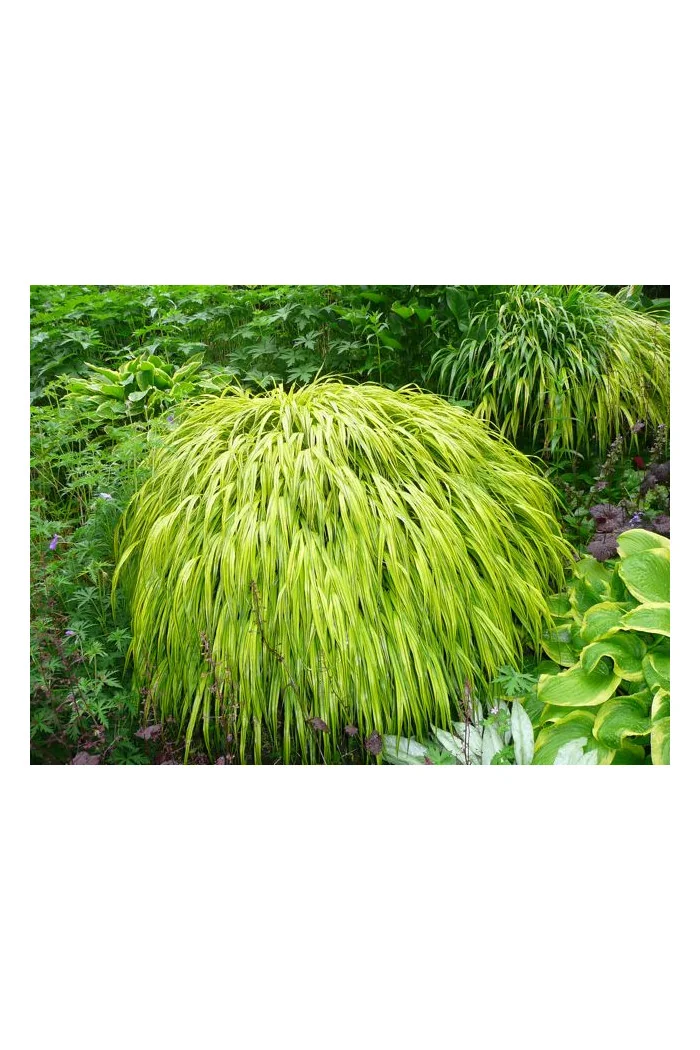 Hakonechloa smukła 'Aureola' | Hakonechloa macra
