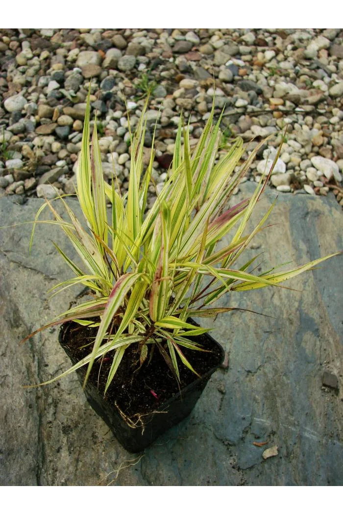 Hakonechloa smukła 'Aureola' | Hakonechloa macra