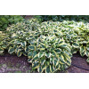 Funkia 'Wide Brim' | Hosta