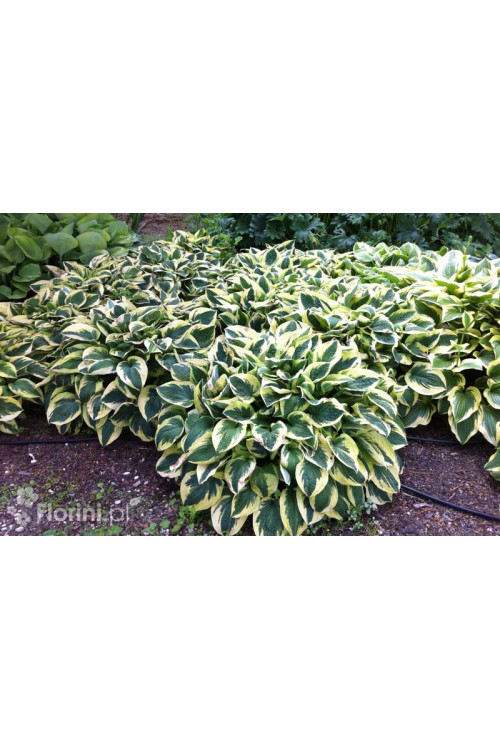 Funkia 'Wide Brim' | Hosta