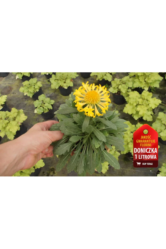 Gailardia 'Sunny Wheeler' Gaillardia