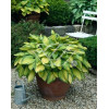 Funkia 'Gold Standard' Hosta