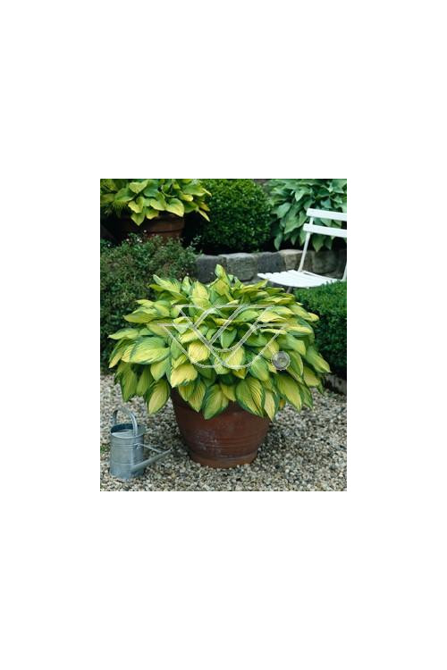 Funkia 'Gold Standard' Hosta