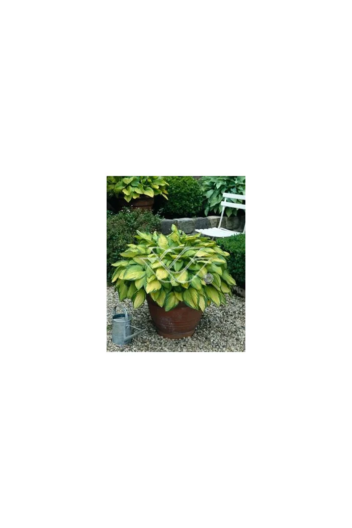 Funkia 'Gold Standard' Hosta