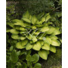 Funkia 'Gold Standard' Hosta