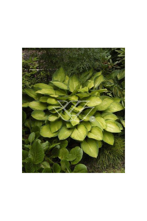 Funkia 'Gold Standard' Hosta